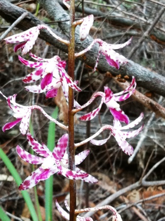 Wild Orchid Flower